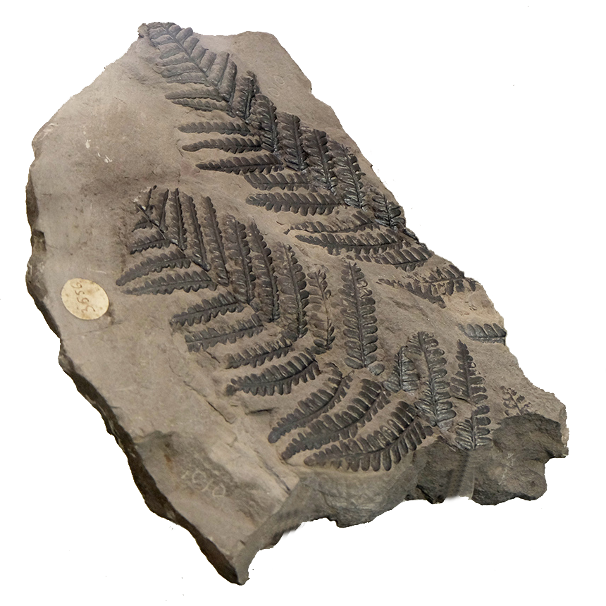 Fossile Pecopteris