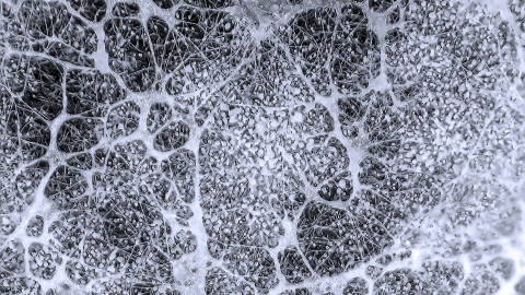 Mycelium