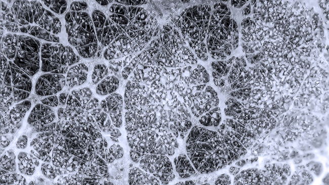 Mycelium