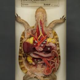 Laboratoires BOREAL, anatomie de la tortue Chrysemys picta, Canada, Ontario, Mississauga, 20e s. Dimensions inconnues. N° inv. D10. Dépôt : UCLouvain – Earth and Life Institute.