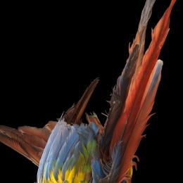 Shuar, couronne chapawik de prêtre sorcier Uwishin, Équateur, Archidonia, Tena, voyage de 1995. Plumes d’ara. 55 x 25 x 24 cm. N° inv. E1580. Collection Claire et Robert Steichen.