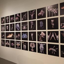 Expo Fossiles & fictions (c)A. Delsoir-F.Falier