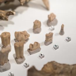 Expo Fossiles & fictions (c)A. Delsoir-F.Falier