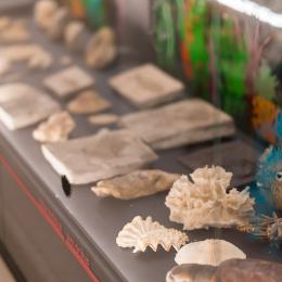 Expo Fossiles & fictions (c)A. Delsoir-F.Falier